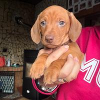 Cucciolo di bassotto a pelo corto