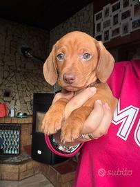 Cucciolo di bassotto a pelo corto