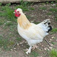 Galli
