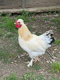 Galli