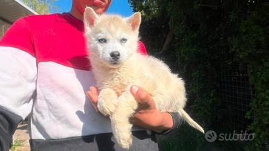 Siberian Husky con pedigree Enci