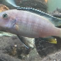 Pesci Ciclidi Acquario