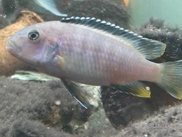 Pesci Ciclidi Acquario