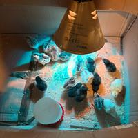 Pulcini incroci padovane