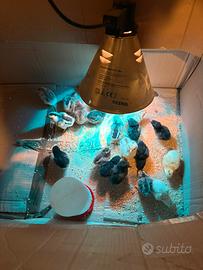 Pulcini incroci padovane