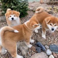 Cuccioli di Akita inu fulvi