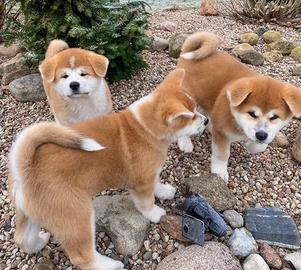 Cuccioli di Akita inu fulvi