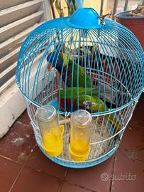 Pappagalli Lore arcobaleno