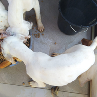 Pointer bianco e arancio