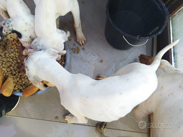 Pointer bianco e arancio