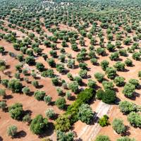 Terreno agricolo - Ostuni