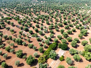 Terreno agricolo - Ostuni