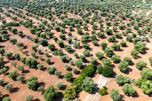Terreno agricolo - Ostuni