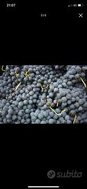 Uva lambrusco
