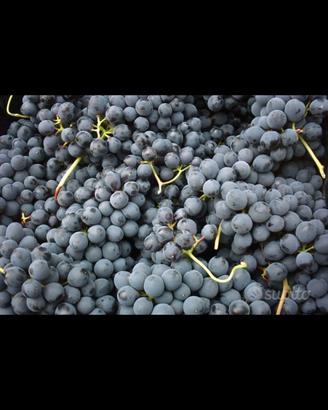 Uva lambrusco