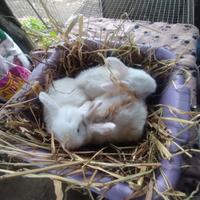 Coniglietti ariete nani miniloop