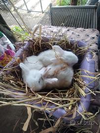 Coniglietti ariete nani miniloop