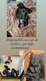 Disponibili cuccioli di cocker spaniel