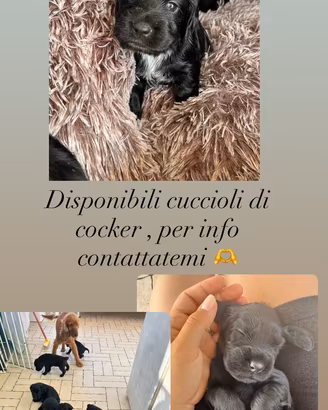 Disponibili cuccioli di cocker spaniel