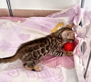 Gattino Bengala con Pedigree