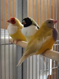 Femmine diamante di gould