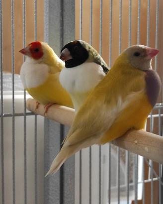 Femmine diamante di gould