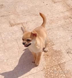 cucciolo chihuahua maschio pelo corto 