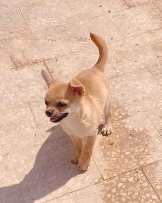 cucciolo chihuahua maschio pelo corto 