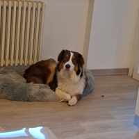 Pastore australiano maschio