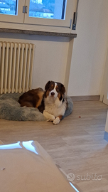 Pastore australiano maschio