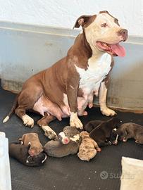 American Pitbull cuccioli