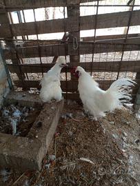 Coppia di galline moroseta bianchi