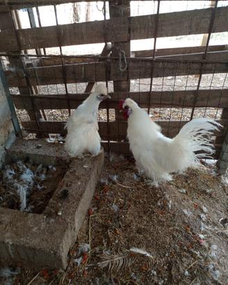 Coppia di galline moroseta bianchi