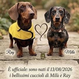 Cuccioli di Bassotto