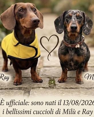 Cuccioli di Bassotto