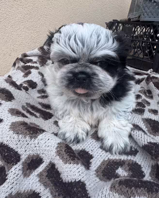 Cuccioli pechinese