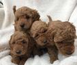 cuccioli-di-barbonini-toy-maschi-e-femmine