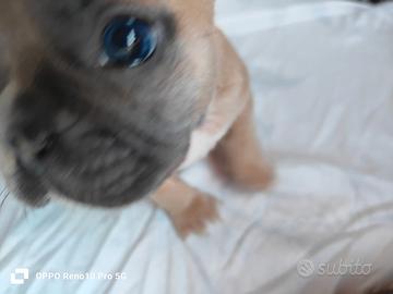 Bulldog francese