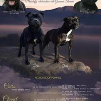 Staffordshire Bull terrier