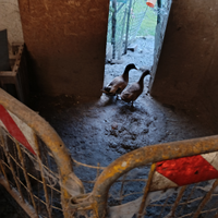 Anitre Germanate Reali