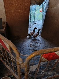 Anitre Germanate Reali