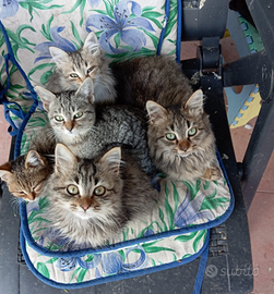 Gattini in attesa di un padroncino