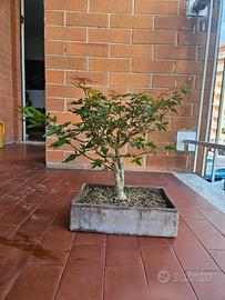 Bonsai acero deshojo