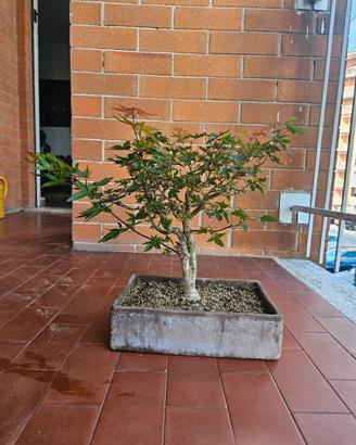 Bonsai acero deshojo