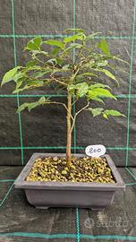 Bonsai di Bagolaro Celtis australis