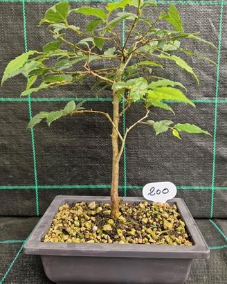 Bonsai di Bagolaro Celtis australis