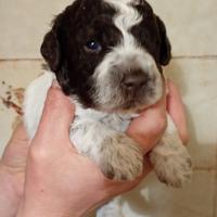 Cuccioli lagotto romagnolo