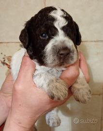Cuccioli lagotto romagnolo