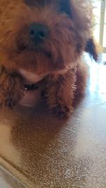 barbone adulta