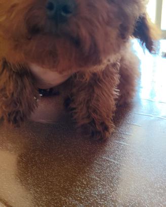 barbone adulta